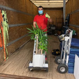 moving company moving plant into truck